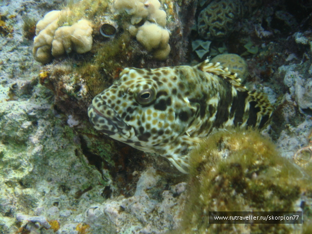 photo 1622012
