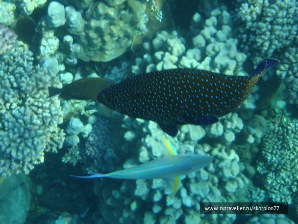 photo 1622034