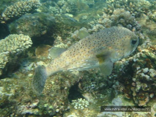 photo 1622037