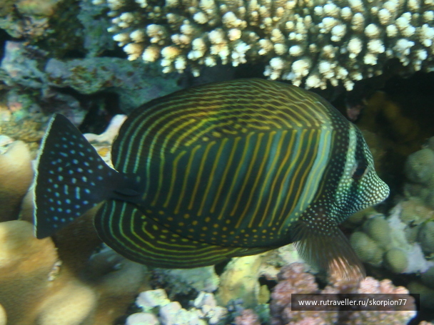 photo 1622042
