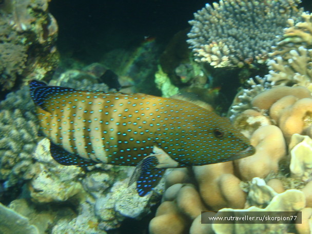 photo 1622045
