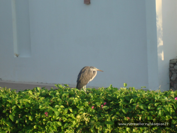 photo 521881