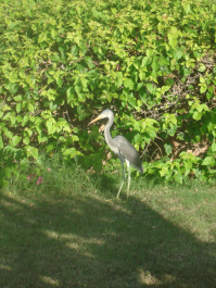 photo 521902
