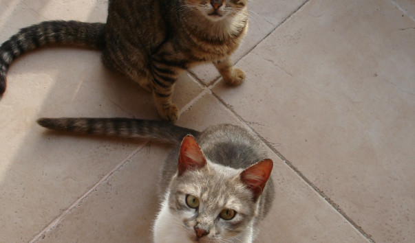 Амара 2008 064