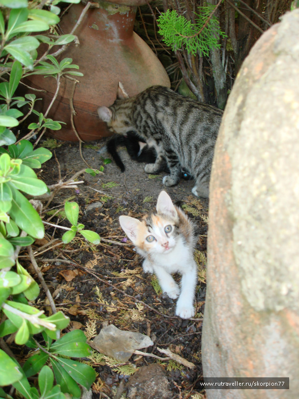 photo 546535