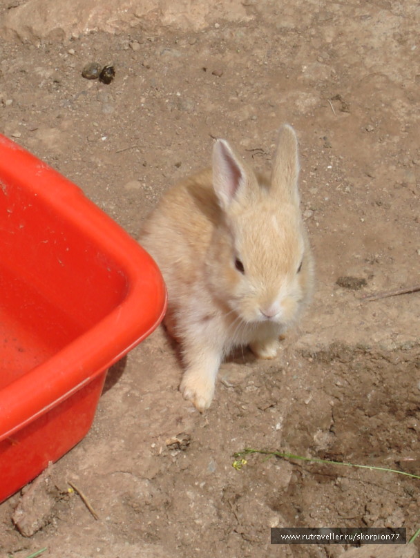 photo 546538