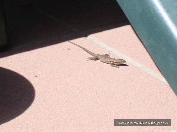 photo 546539