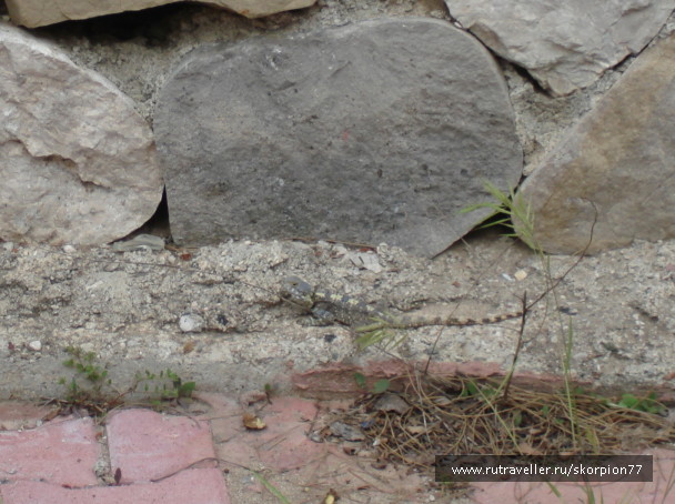 photo 546540