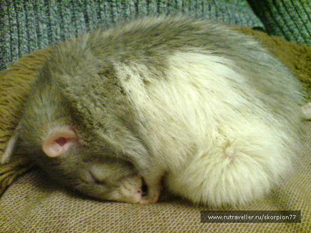 photo 553493
