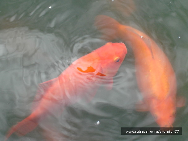 photo 553502