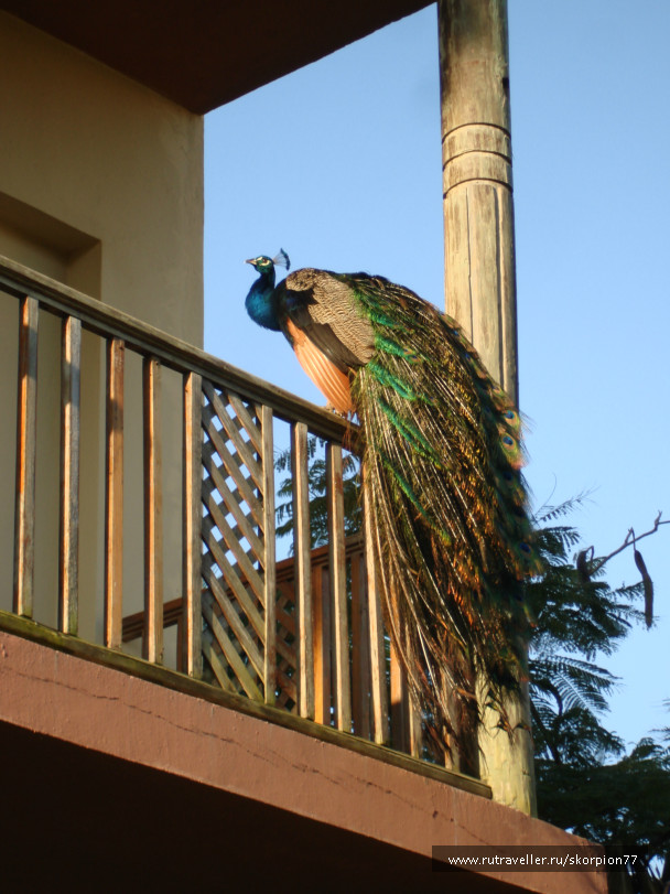 photo 696970