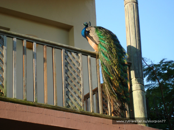 photo 696971