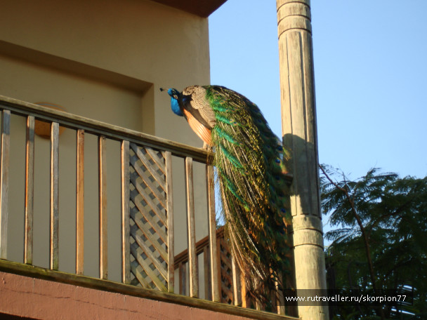 photo 696972