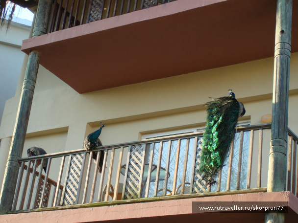 photo 696973