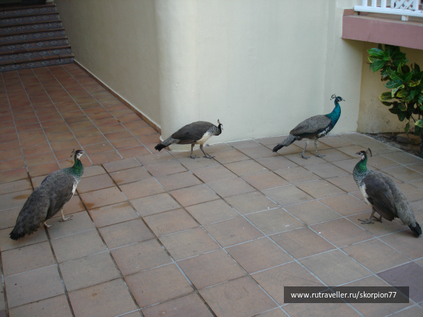 photo 696985