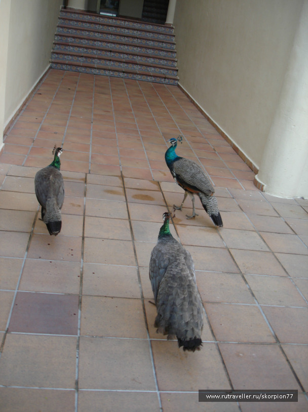 photo 696986