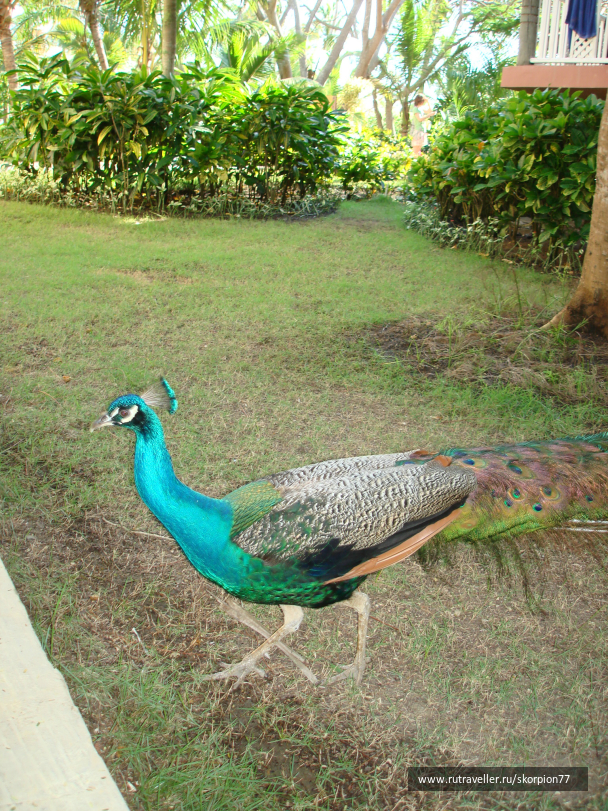 photo 696988