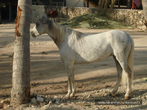 photo 727809