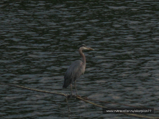 photo 729306