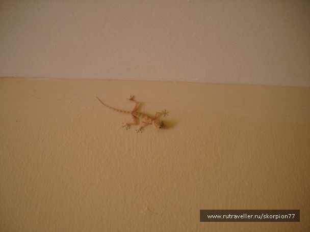photo 823430