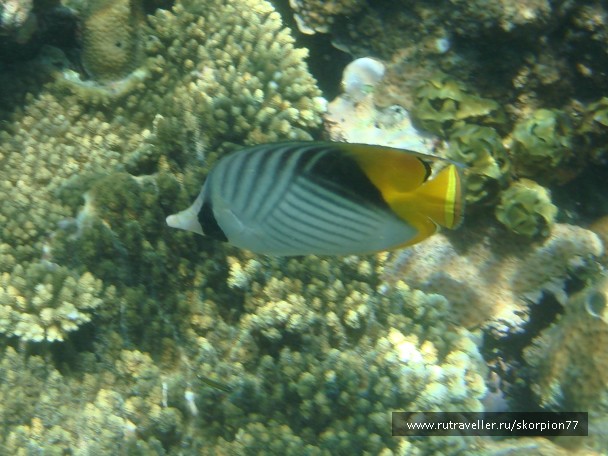 photo 868110
