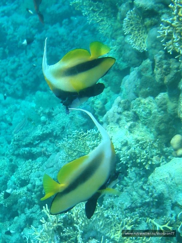 photo 868111