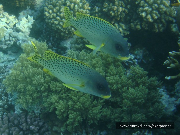 photo 868112