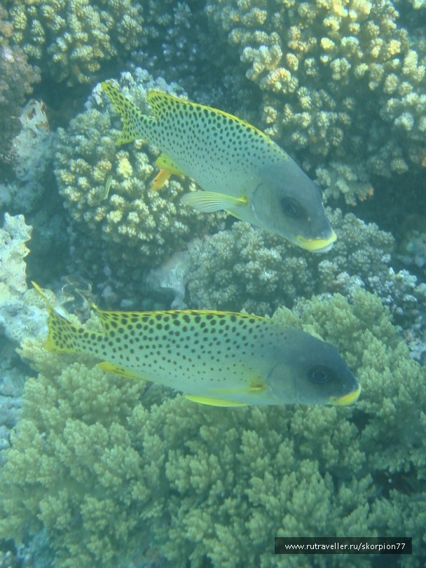 photo 868113