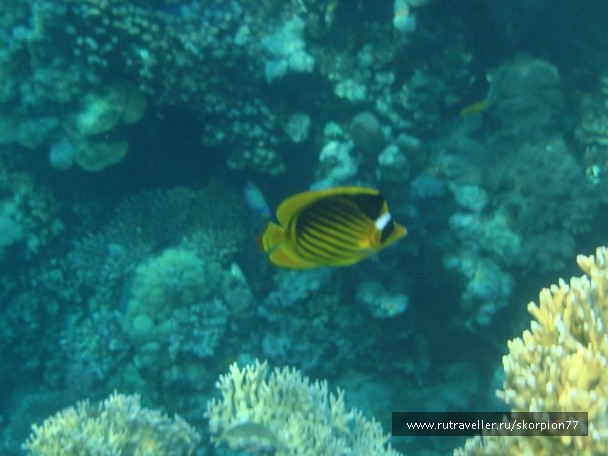 photo 868114