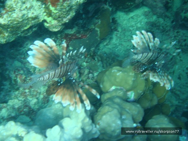 photo 868118