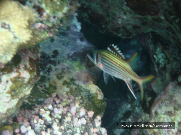 photo 868662