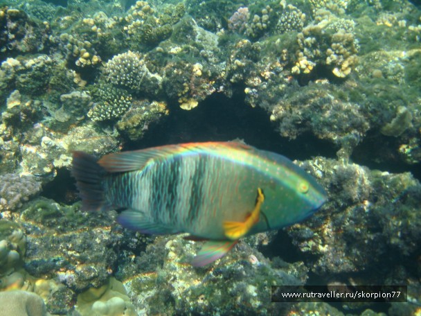 photo 868772