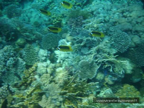 photo 868777