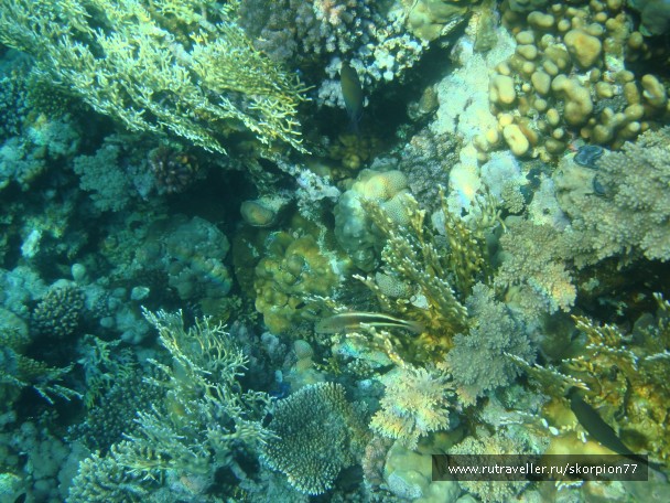 photo 868779