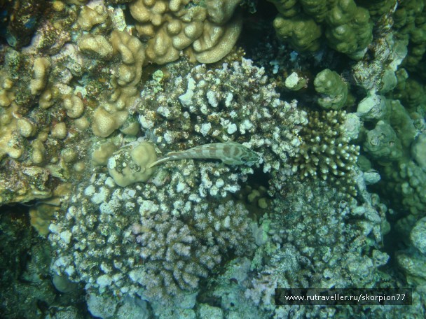 photo 868781