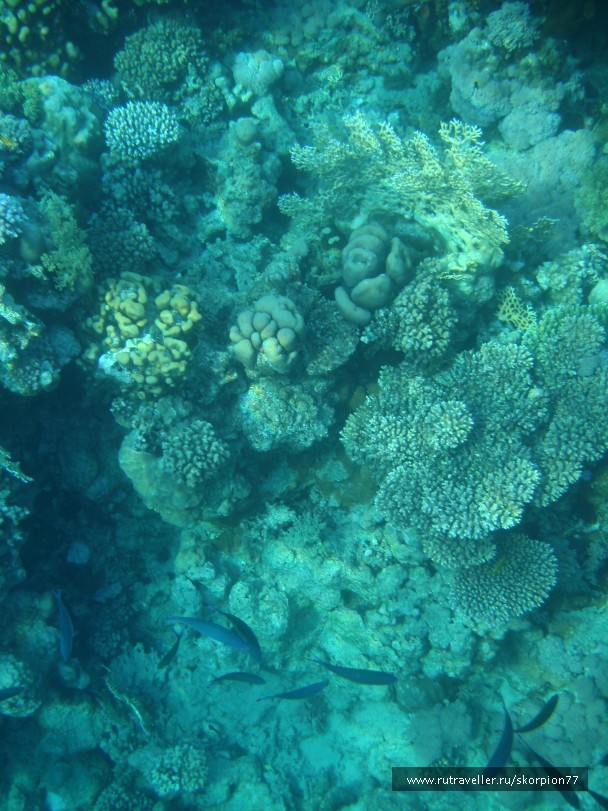 photo 868783