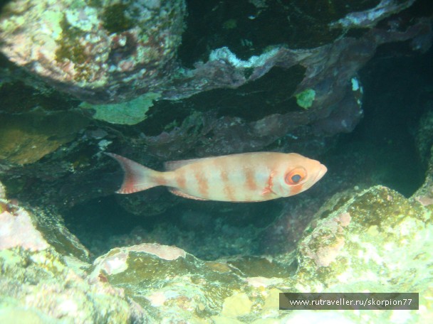 photo 868784