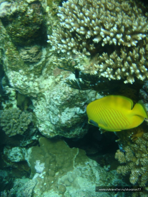 photo 868786