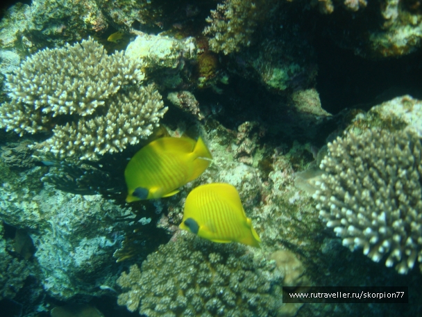 photo 868787