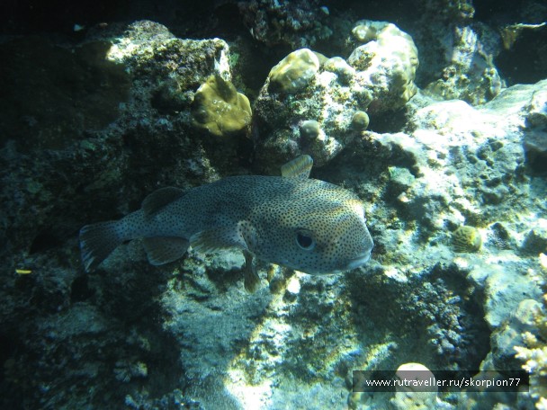 photo 923810
