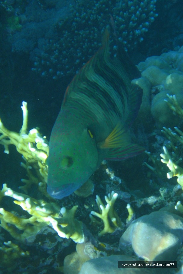photo 923821