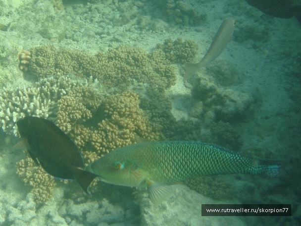 photo 944831