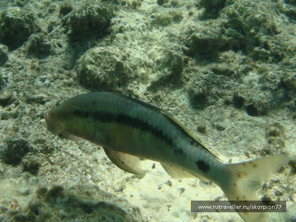 photo 944839