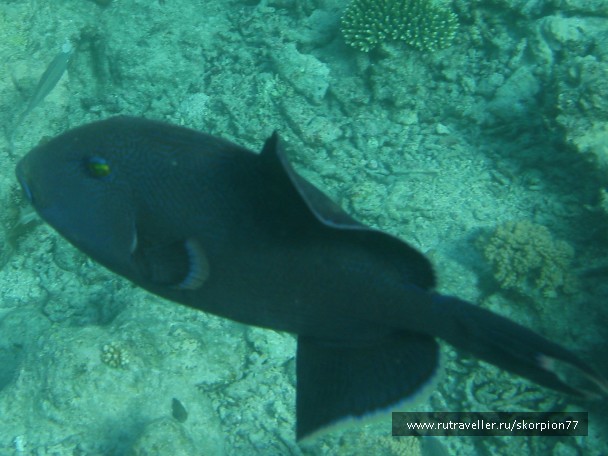 photo 944859