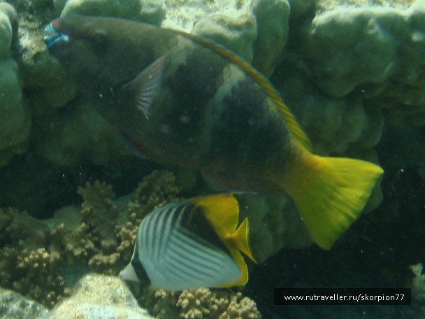photo 944862