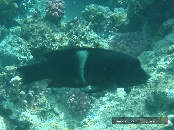 photo 944870