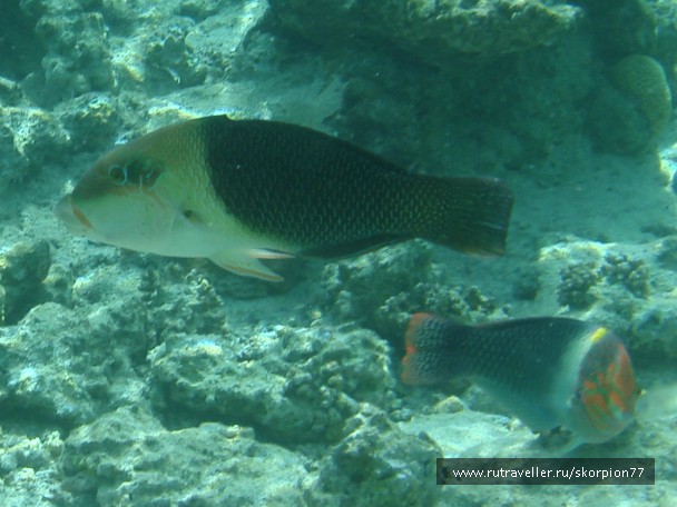 photo 944873