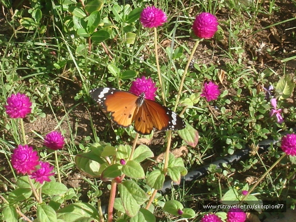photo 956139