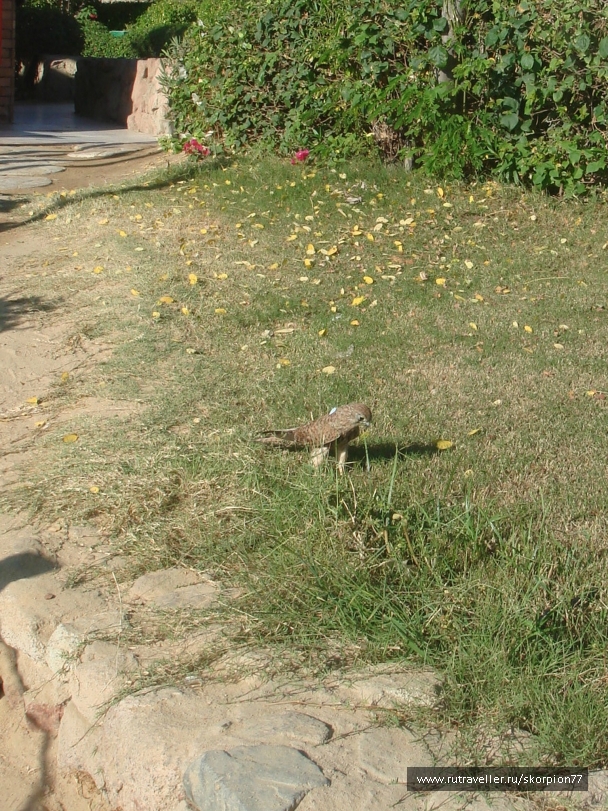 photo 956140