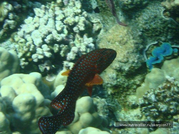photo 956147